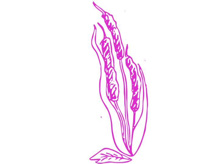Cattail