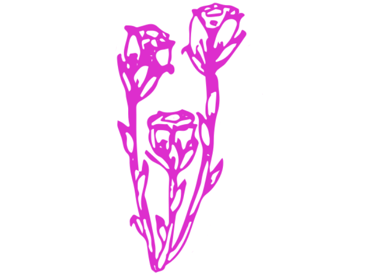 Ghost Pipe