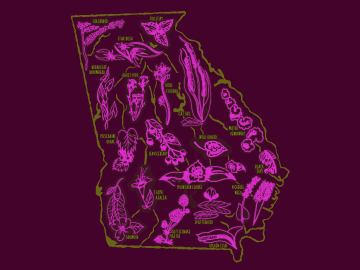 Native Georgia Plant Map